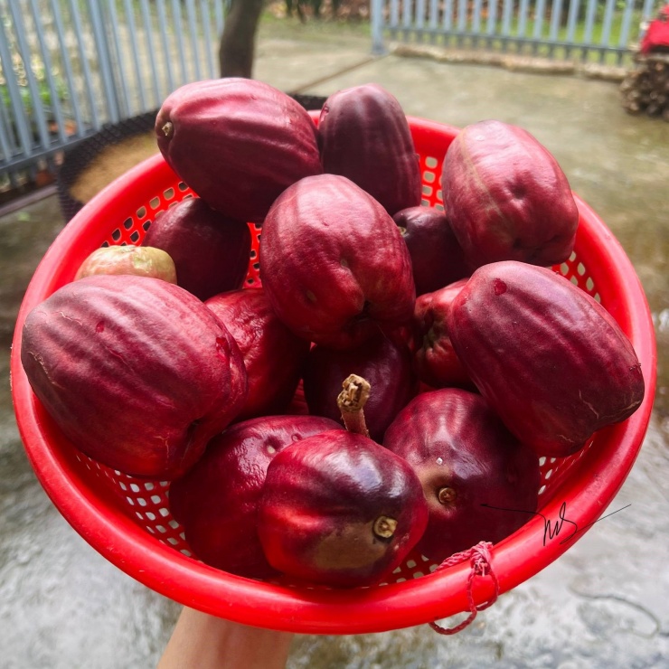 Quả Ở Miền Tây 'Nửa Roi, Nửa Điều', Ăn Thơm Ngon, Có Tiền Cũng Khó Mua 1 1749435582 Trai Man Dieu Mien Tay 74680 Width1888Height1888