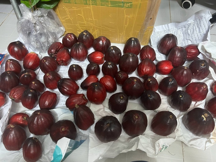 Quả Ở Miền Tây 'Nửa Roi, Nửa Điều', Ăn Thơm Ngon, Có Tiền Cũng Khó Mua 4 1749435583 Trai Man Dieu Mien Tay 74683 Width1920Height1440