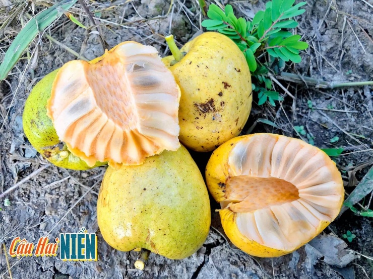 Quả Dại Vàng Ươm, Thơm Nức, Xưa Rụng Đầy Gốc Nay Phải 'Săn Lùng' Mới Có 1 1748894438 Trai Binh Bat 73204 Width1920Height1440