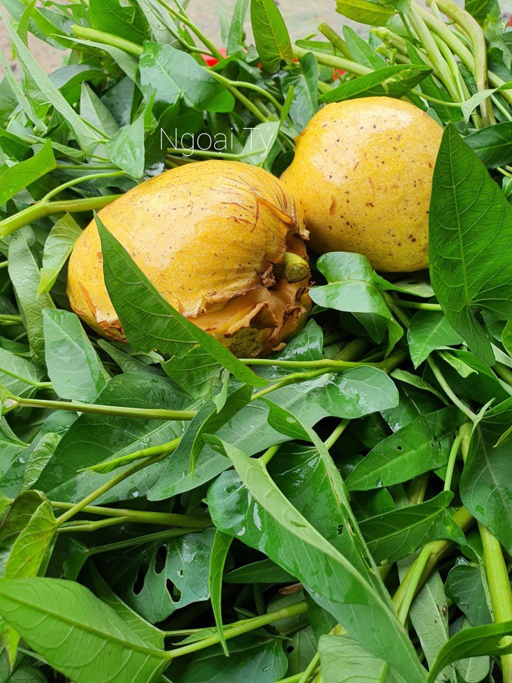 Quả Dại Vàng Ươm, Thơm Nức, Xưa Rụng Đầy Gốc Nay Phải 'Săn Lùng' Mới Có 2 1748894439 Trai Binh Bat 73205 Width1536Height2048