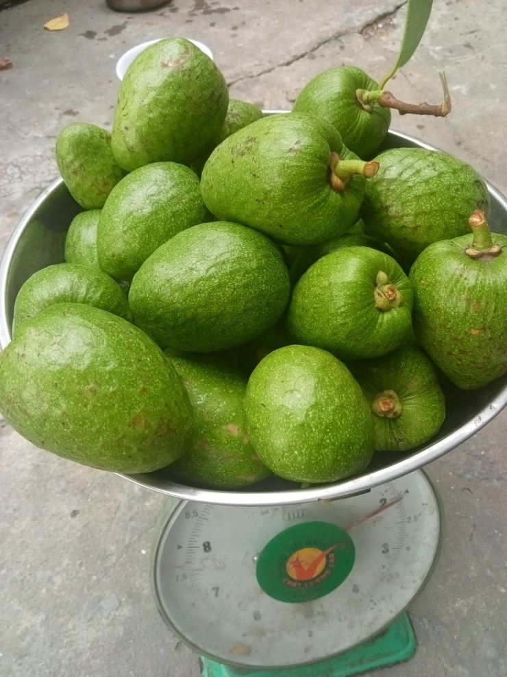 Quả Dại Vàng Ươm, Thơm Nức, Xưa Rụng Đầy Gốc Nay Phải 'Săn Lùng' Mới Có 6 1748894440 109 72061 4 N 73209 Width1536Height2048