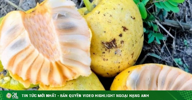 Adt1748894437 Qua Dai Vang Uom Thom Nuc Xua Rung D Anh Cat 3 2 Auto Crop Watermark