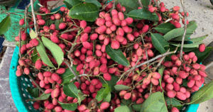 Dac San An Giang Nua Nhu Chom Chom Nua Giong Vai 3 Nam Ra Trai 1 Lan 41571