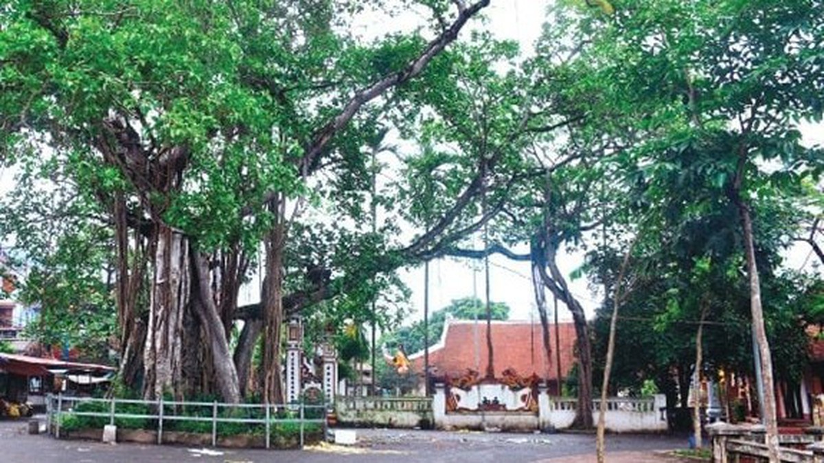 Nhipsonghanoihanoimoicomvn Uploads Images Bachthanh 2023 05 06 Hoa Xa 2 1749561226303823288386 126 0