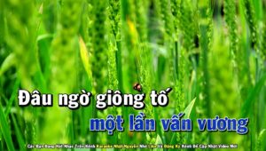 Hai Sắc Hoa Tigon Karaoke Tone Nam Nhạc Sống - Phối Mới Dễ Hát - Nhật Nguyễn