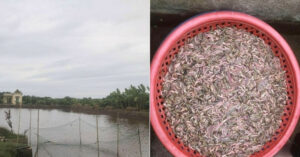 Chu Dam Giang Luoi Bat Con Nhieu Nguoi So Nhung La Dac San Dat Tien An Ngon 89517