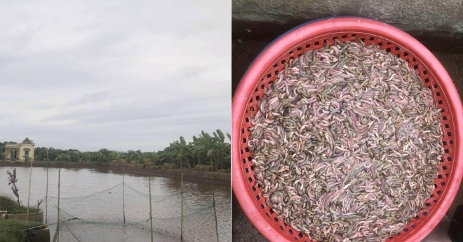 Chu Dam Giang Luoi Bat Con Nhieu Nguoi So Nhung La Dac San Dat Tien An Ngon 89517