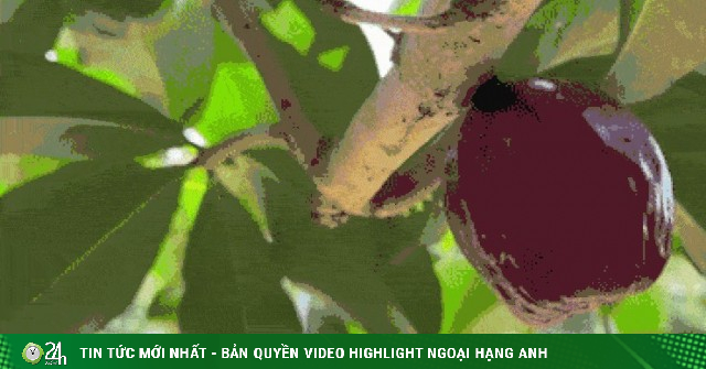 Image Dai Dien Gif1A 1749435886 595 Width740Height495 Gif2Mp4 Auto Crop Watermark