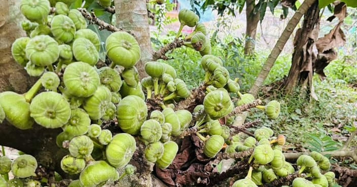 Qua Dac San Song Sanh Mat Sai Triu Tu Goc Den Ngon An Kem Thit Luoc Cang Ngon 62151