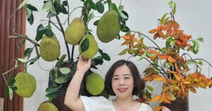 Qua Mit Canh Roi Chum Vai Len Binh Dep La Gay Sot Mang 98196
