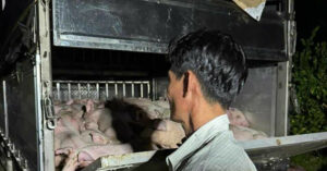 Xe Cho 120 Con Heo Khong Giay Kiem Dich Dua Vao Bac Lieu Tieu Thu 75732