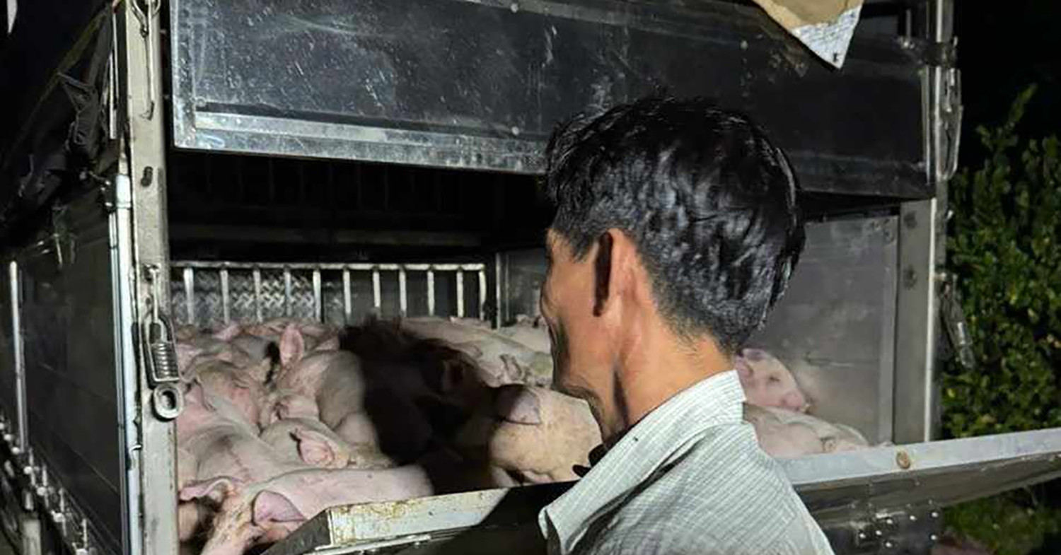 Xe Cho 120 Con Heo Khong Giay Kiem Dich Dua Vao Bac Lieu Tieu Thu 75732